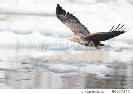 白尾鷹在流冰海中飛翔 90827245