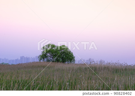 索拉濕地生態公園 索拉濕地生態公園 90828402