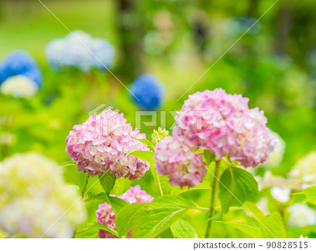 Scenery during the rainy season: Beautiful colorful pastel hydrangea 90828515