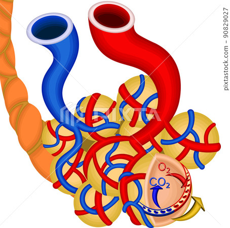 肺氣體交換機製圖 90829027