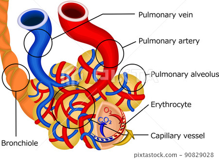 肺氣體交換機製圖解英文 90829028