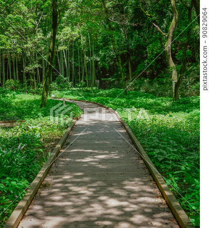 Boardwalk of a marsh surrounded by fresh green (Kawasaki City, Kanagawa Prefecture) Boardwalk of a marsh surrounded by fresh green (Kawasaki City, Kanagawa Prefecture) 90829064