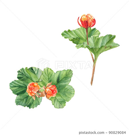 Cloudberries branches. Orange juicy berries and leaves isolated on white background. Watercolor. 90829084
