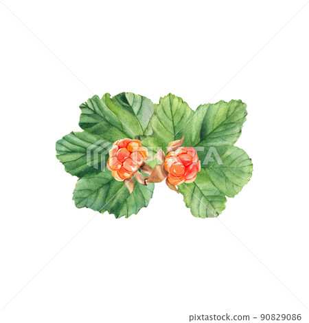Cloudberries. Golden juicy berries and leaves isolated on white background. Watercolor illustration 90829086
