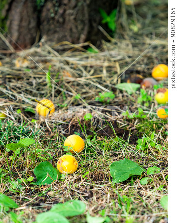 Early summer scenery: Ripe and fallen plum fruits that spread under the plum trees Early summer scenery: Ripe and fallen plum fruits that spread under the plum trees 90829165