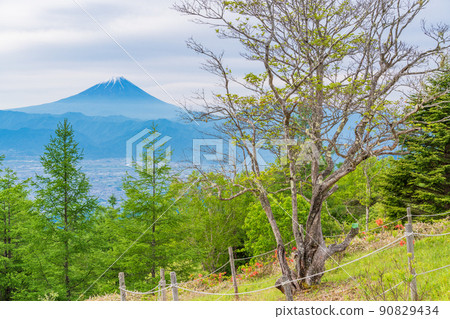 [Yamanashi Prefecture] Redvein enkianthus and Mt. Fuji in Amariyama 90829434