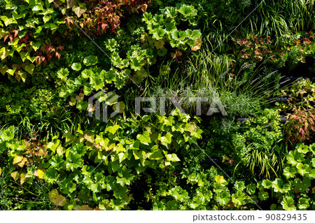 Wall greening plants 90829435
