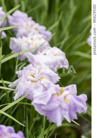 宮城縣多賀城市多賀城遺址Ayameen,盛開的鳶尾花 宮城縣多賀城市多賀城遺址Ayameen,盛開的鳶尾花 90829500