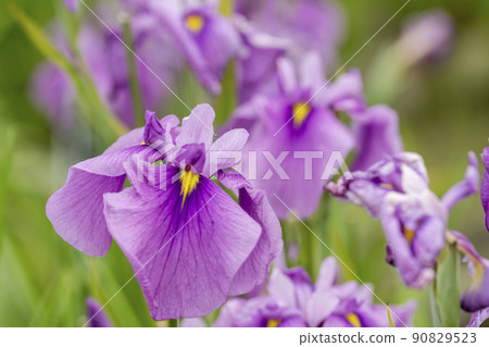 宮城縣多賀城市多賀城遺址Ayameen,盛開的鳶尾花 宮城縣多賀城市多賀城遺址Ayameen,盛開的鳶尾花 90829523