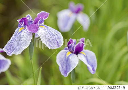 Tagajo Ruins Ayameen, full blooming irises, Tagajo City, Miyagi Prefecture 90829549