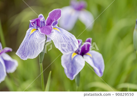 宮城縣多賀城市多賀城遺址Ayameen，盛開的鳶尾花 90829550