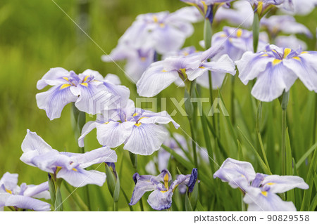 Tagajo Ruins Ayameen, full blooming irises, Tagajo City, Miyagi Prefecture Tagajo Ruins Ayameen, full blooming irises, Tagajo City, Miyagi Prefecture 90829558