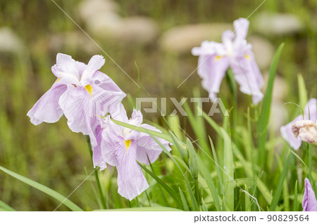 Tagajo Ruins Ayameen, full blooming irises, Tagajo City, Miyagi Prefecture 90829564