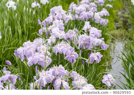 Tagajo Ruins Ayameen, full blooming irises, Tagajo City, Miyagi Prefecture 90829593