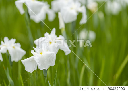 Tagajo Ruins Ayameen, full blooming irises, Tagajo City, Miyagi Prefecture Tagajo Ruins Ayameen, full blooming irises, Tagajo City, Miyagi Prefecture 90829600