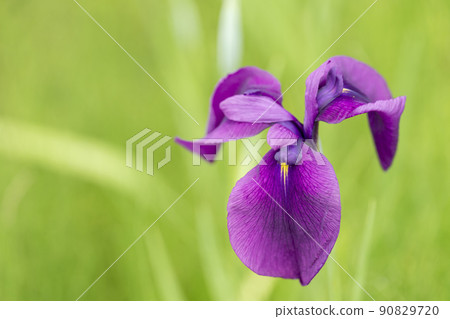 宮城縣多賀城市多賀城遺址Ayameen,盛開的鳶尾花 宮城縣多賀城市多賀城遺址Ayameen,盛開的鳶尾花 90829720