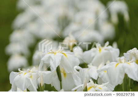 Tagajo Ruins Ayameen, full blooming irises, Tagajo City, Miyagi Prefecture 90829736