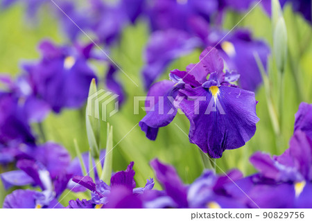 Tagajo Ruins Ayameen, full blooming irises, Tagajo City, Miyagi Prefecture 90829756