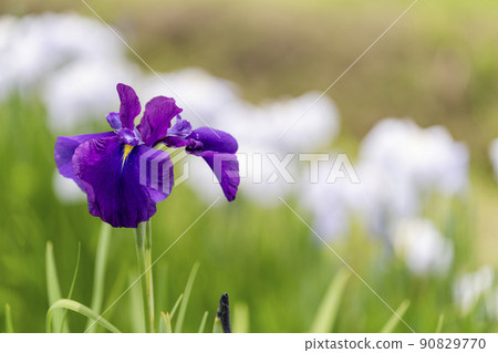 Tagajo Ruins Ayameen, full blooming irises, Tagajo City, Miyagi Prefecture 90829770