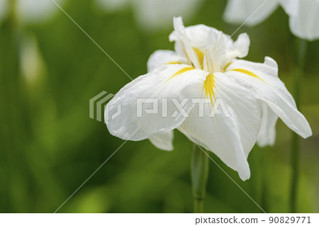 Tagajo Ruins Ayameen, full blooming irises, Tagajo City, Miyagi Prefecture Tagajo Ruins Ayameen, full blooming irises, Tagajo City, Miyagi Prefecture 90829771