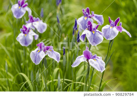 宮城縣多賀城市多賀城遺址Ayameen，盛開的鳶尾花 90829784