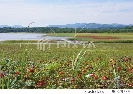 Lake Komuke, Monbetsu City, Hokkaido Hamanasu and Coral Lake Komuke, Monbetsu City, Hokkaido Hamanasu and Coral 90829789