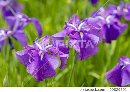 Tagajo Ruins Ayameen, full blooming irises, Tagajo City, Miyagi Prefecture 90829801