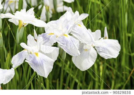 Tagajo Ruins Ayameen, full blooming irises, Tagajo City, Miyagi Prefecture 90829838