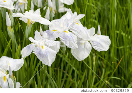 Tagajo Ruins Ayameen, full blooming irises, Tagajo City, Miyagi Prefecture 90829839