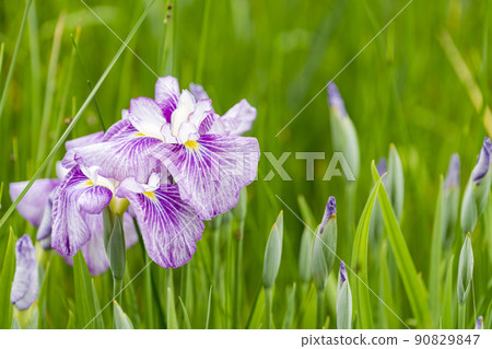 Tagajo Ruins Ayameen, full blooming irises, Tagajo City, Miyagi Prefecture 90829847