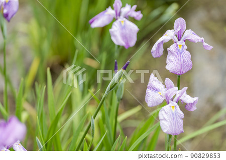 Tagajo Ruins Ayameen, full blooming irises, Tagajo City, Miyagi Prefecture Tagajo Ruins Ayameen, full blooming irises, Tagajo City, Miyagi Prefecture 90829853