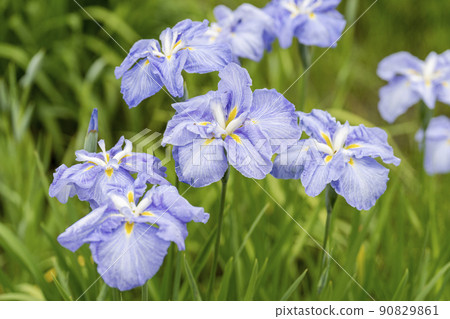 Tagajo Ruins Ayameen, full blooming irises, Tagajo City, Miyagi Prefecture 90829861