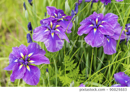 Tagajo Ruins Ayameen, full blooming irises, Tagajo City, Miyagi Prefecture Tagajo Ruins Ayameen, full blooming irises, Tagajo City, Miyagi Prefecture 90829883