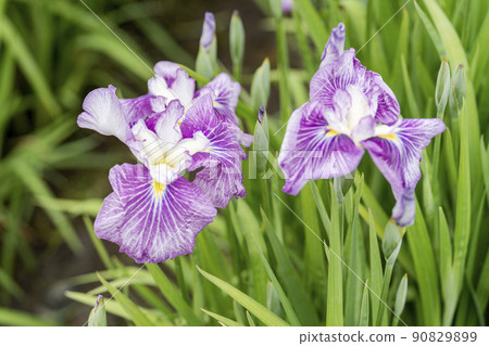 Tagajo Ruins Ayameen, full blooming irises, Tagajo City, Miyagi Prefecture 90829899