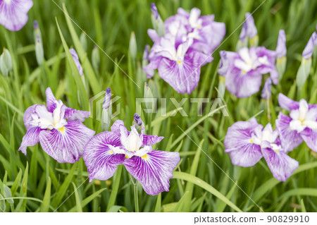 Tagajo Ruins Ayameen, full blooming irises, Tagajo City, Miyagi Prefecture 90829910