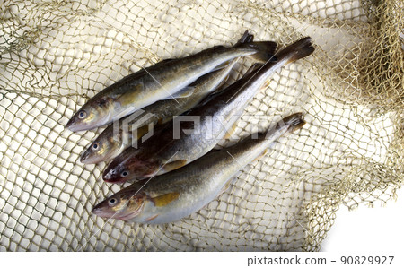 Saffron cod on net Saffron cod on net 90829927