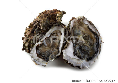 Oyster and opened oysters Oyster and opened oysters 90829947