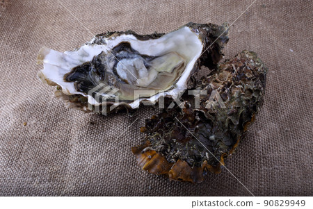 Oysters on bagging Oysters on bagging 90829949