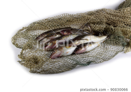 Saffron cod on net 90830066