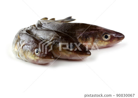 Saffron cod Saffron cod 90830067