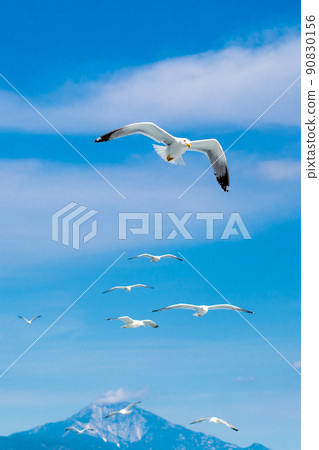 Many seagulls flying together after one leader 90830156