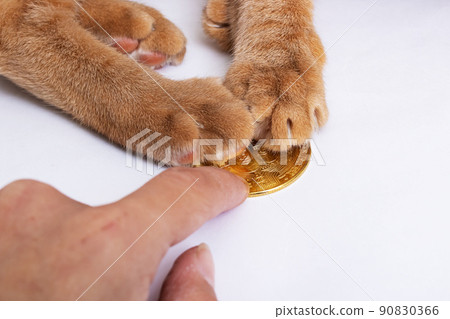Bitcoin and the Cat's Paw on gray background Bitcoin and the Cat's Paw on gray background 90830366