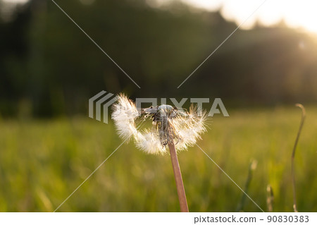 White fluffy dandelion in sunlight at sunset 90830383