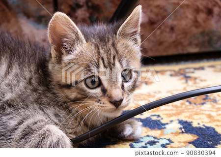 Gray kitten gnaws on the electric wire Gray kitten gnaws on the electric wire 90830394