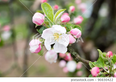 Pink flowers on an apple tree branch 90830422