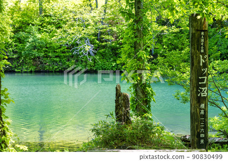 山形縣山形市初夏的獨港沼澤，清新的綠色風景 90830499
