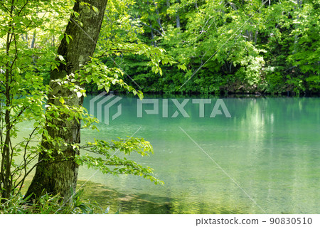 山形縣山形市初夏的獨港沼澤，清新的綠色風景 90830510