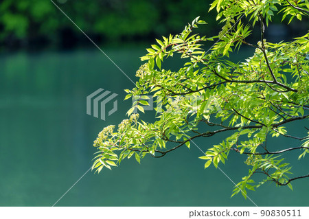 山形縣山形市初夏的獨港沼澤，清新的綠色風景 90830511