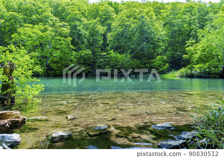 山形縣山形市初夏的獨港沼澤，清新的綠色風景 90830512
