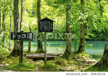 Dokko Marsh in early summer, fresh green scenery, Yamagata City, Yamagata Prefecture 90830526